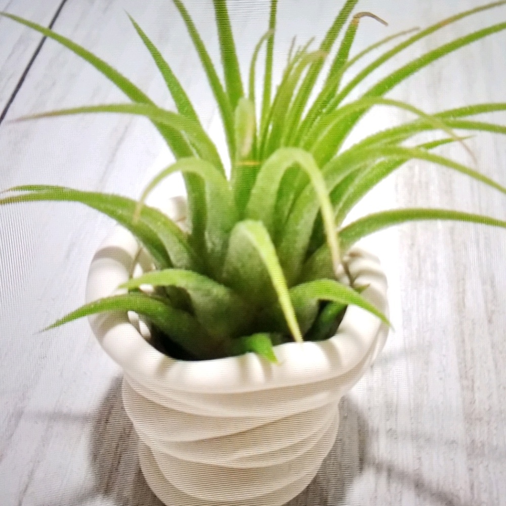 Meet your Posher, Ginny